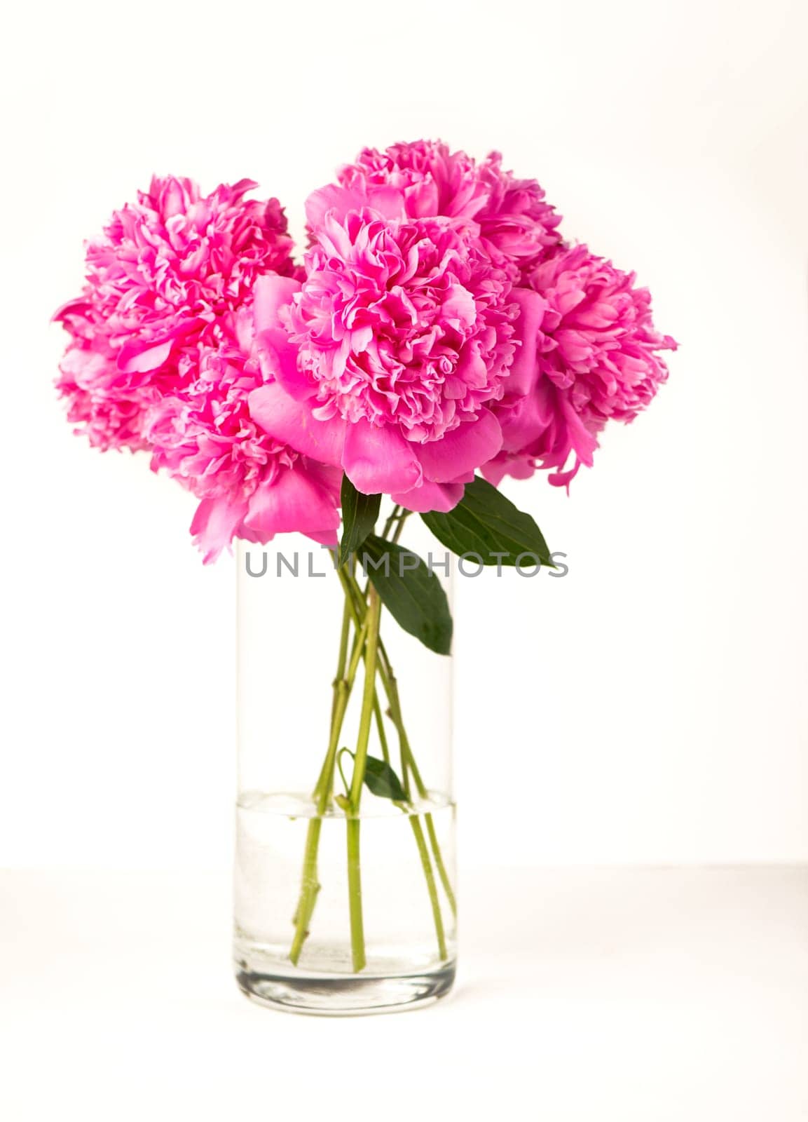 Bouquet on white backdrop, closeup. Beautiful pink peony flowers. Blooming roses flower open, time lapse, close-up. Wedding backdrop, Valentine's Day concept. by aprilphoto