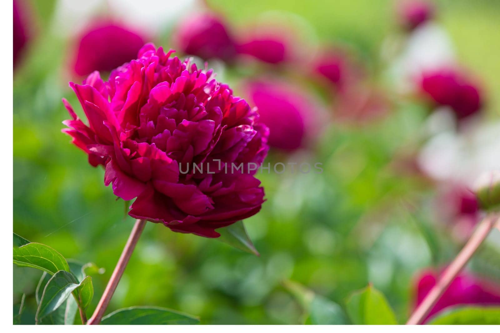 The peony is pink. Beautiful pink flowers. Many peony buds. Flower grove. Home garden with lush peonies.