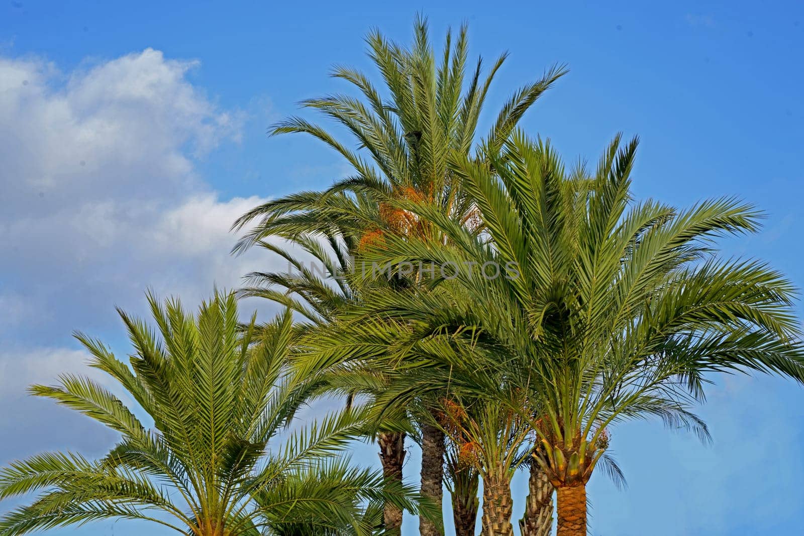 date palms against the blue sky. Summer seascape