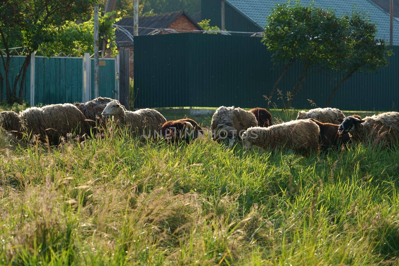 Herd of sheep grazing on the lawn near the village by aprilphoto