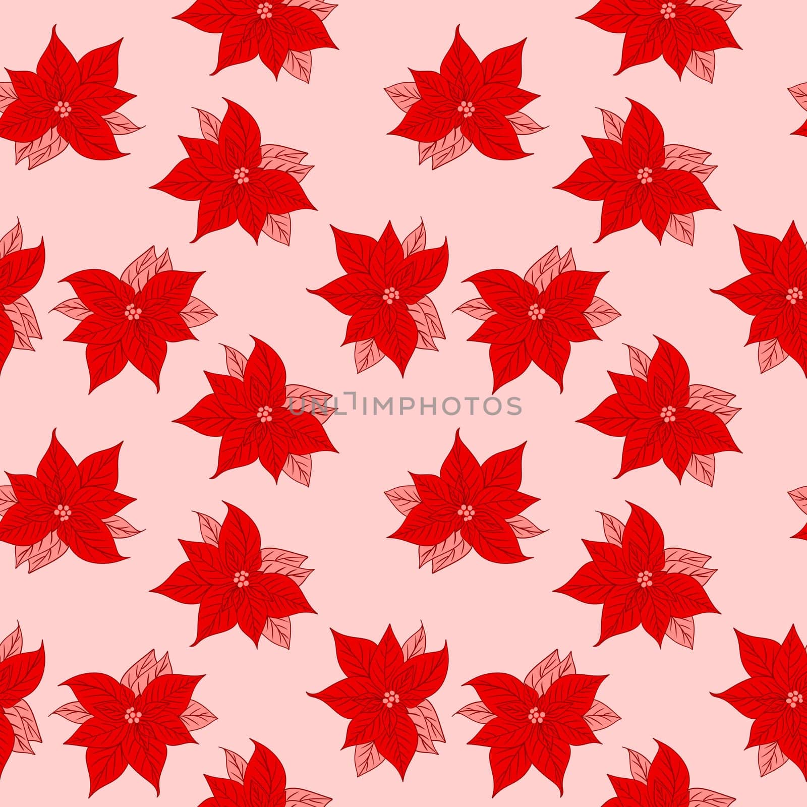 Seamless hand drawn pattern with pink red poinsettia Christmas star flowers winter floral print, red pink crimson vermilion on white background, for new year wrapping paper textile botanical decor art. by Lagmar