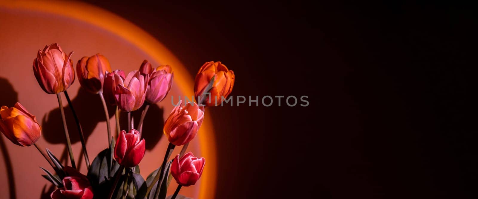 Pink colored tulip flower in neon light on red gradient background in the night light. Flowers for decoration. Creative dark holiday concept. Copy space greeting card Floral bouquet of fresh flowers. Aesthetic sunset lamp