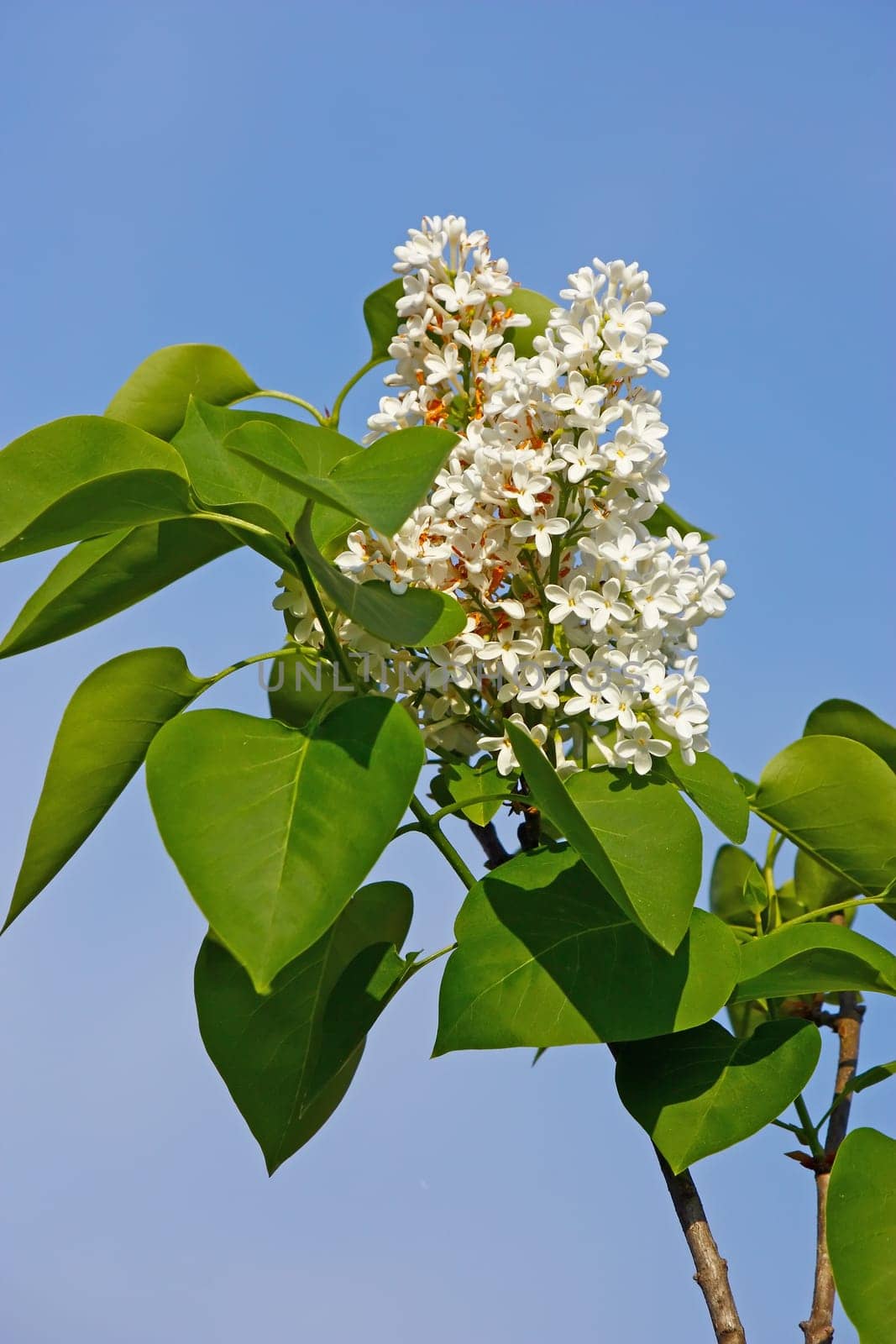 flower of white lilac in sunny spring day