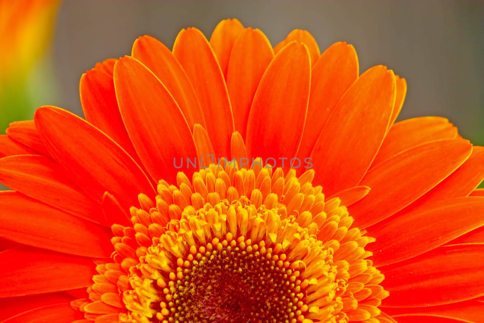 Flower of an orange gerber close-up