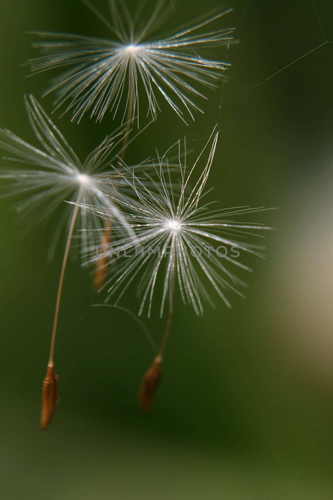 Dandelion seeds in the wind