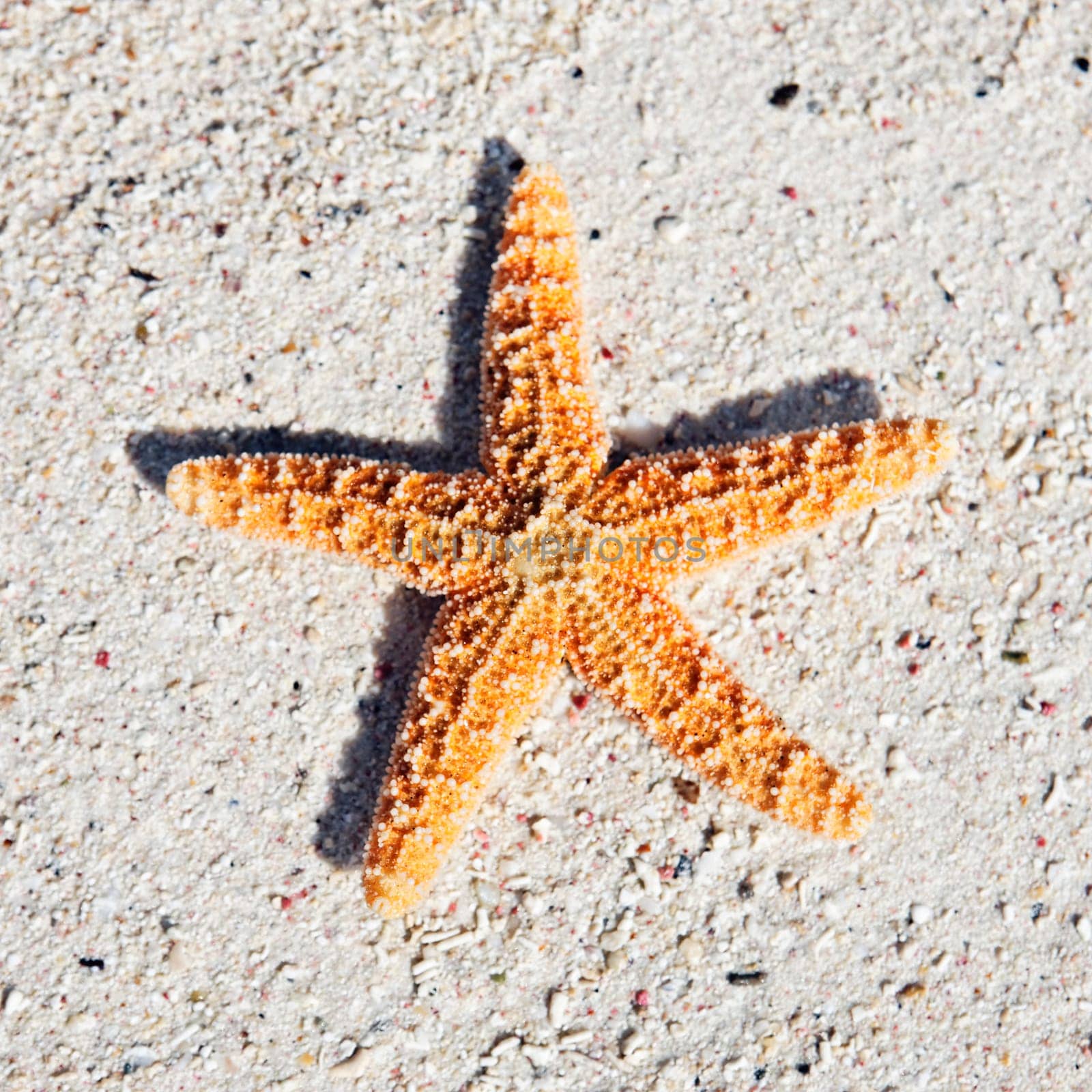 orange seastar on sand on a caribbean beach