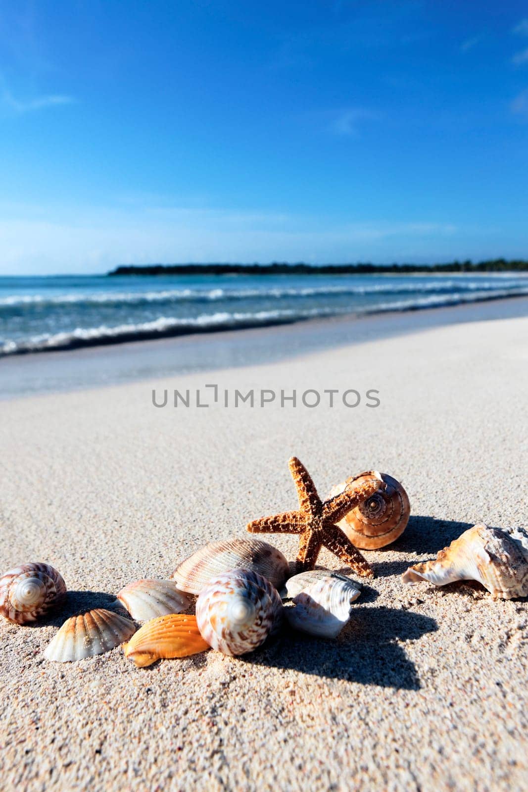 seastar and shells on a caribbean beach