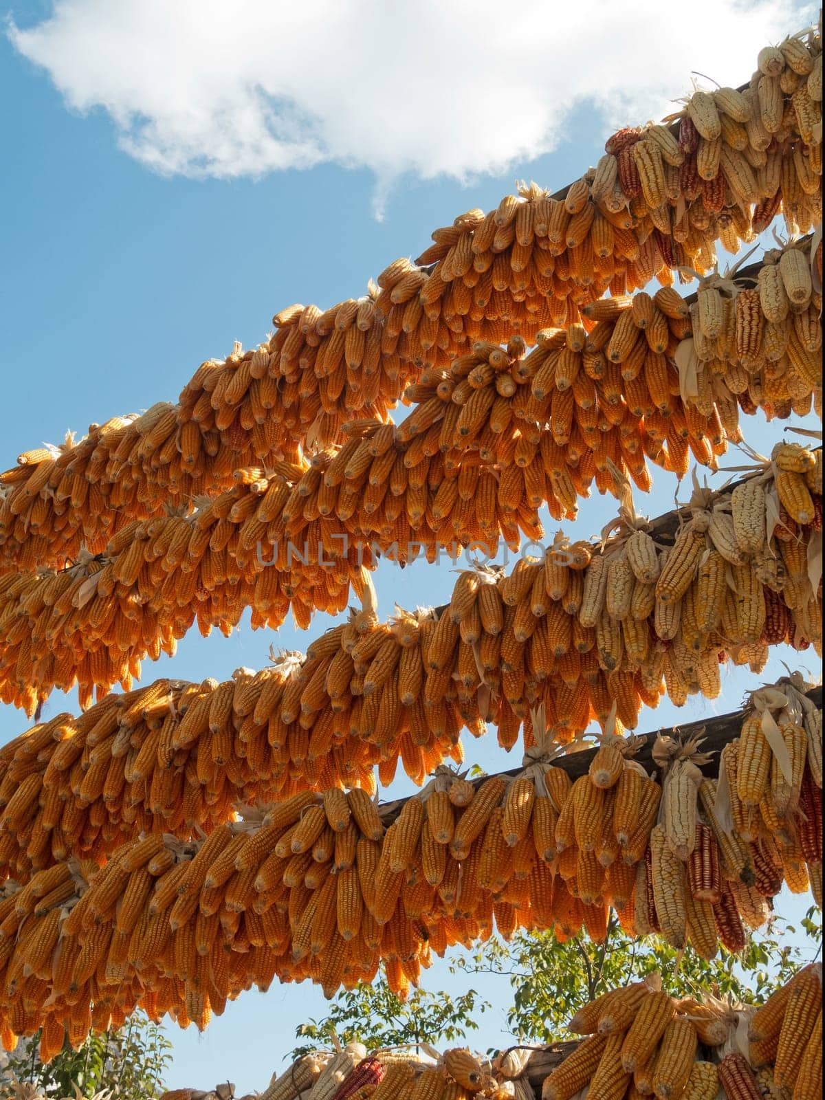 Corn on the cob for drying,harvesting on a pole outdoors in China