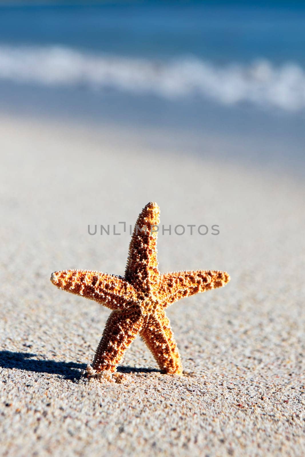 little orange seastar on a caribbean beach