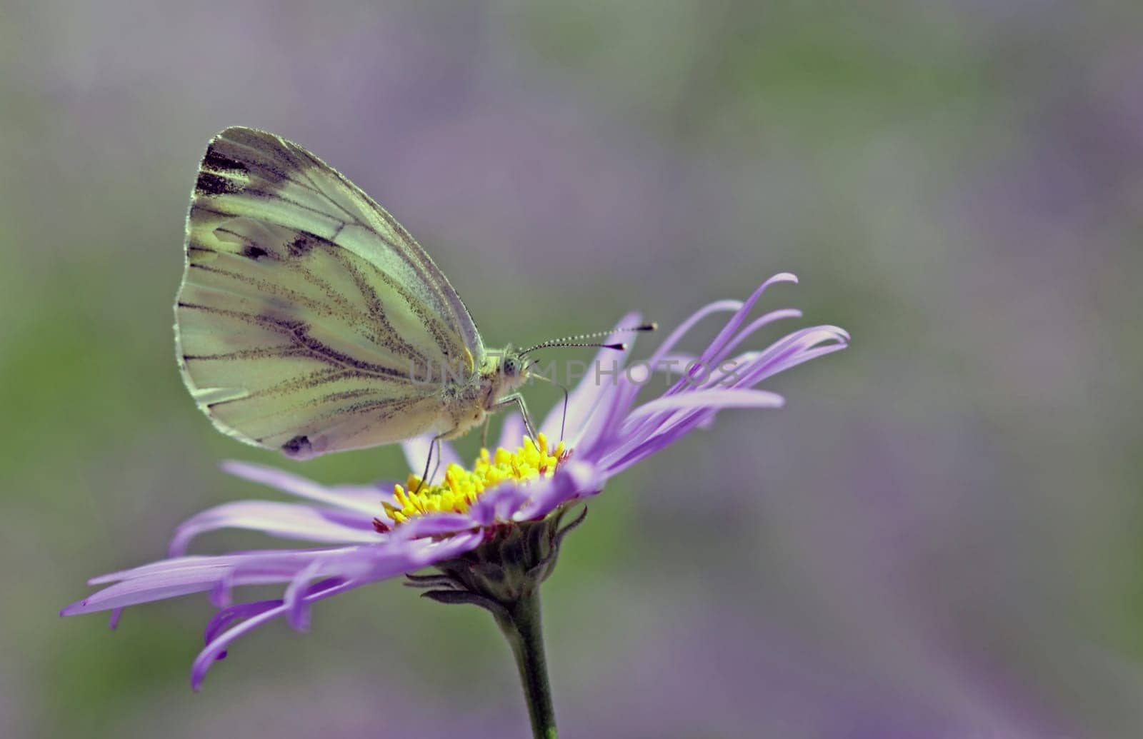 Pieris napi