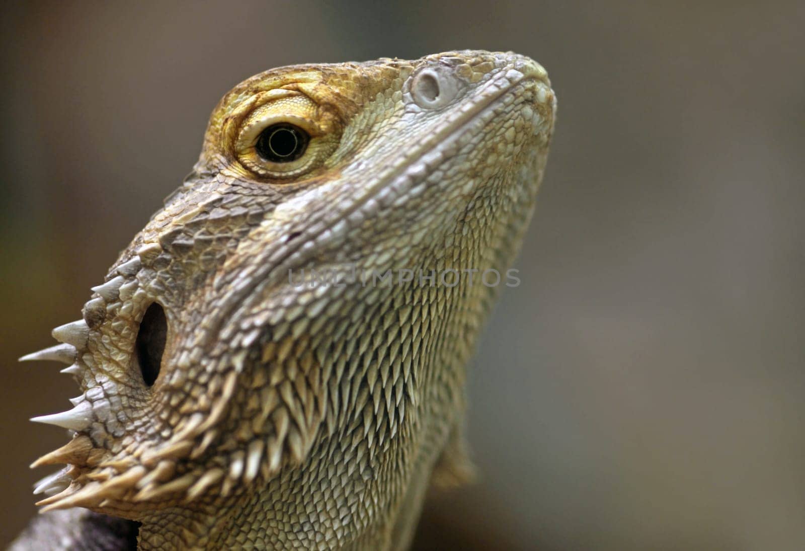 Stripe-headed bearded dragon (Pogona vitticeps)