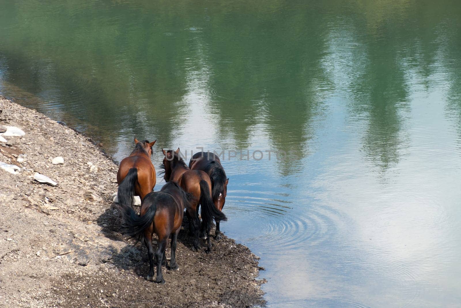 reflections of the horses on the lake Giacopiane in Liguria