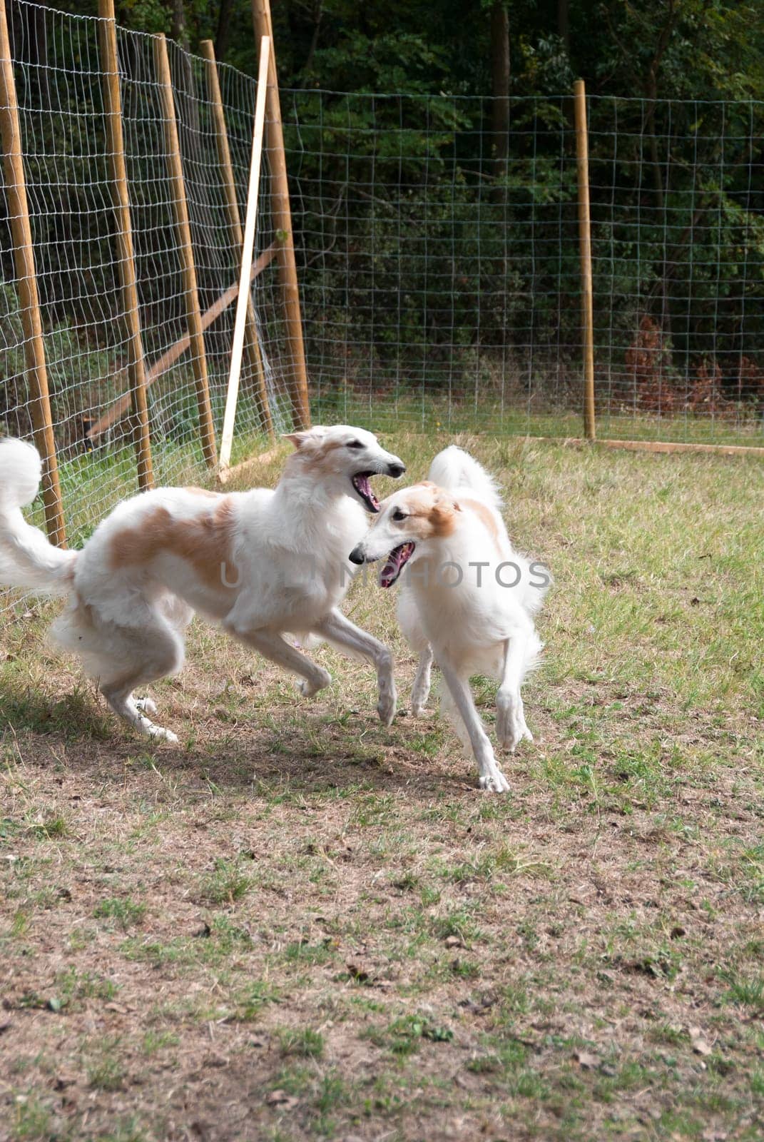 pair of greyhounds Russian Borzoi at play