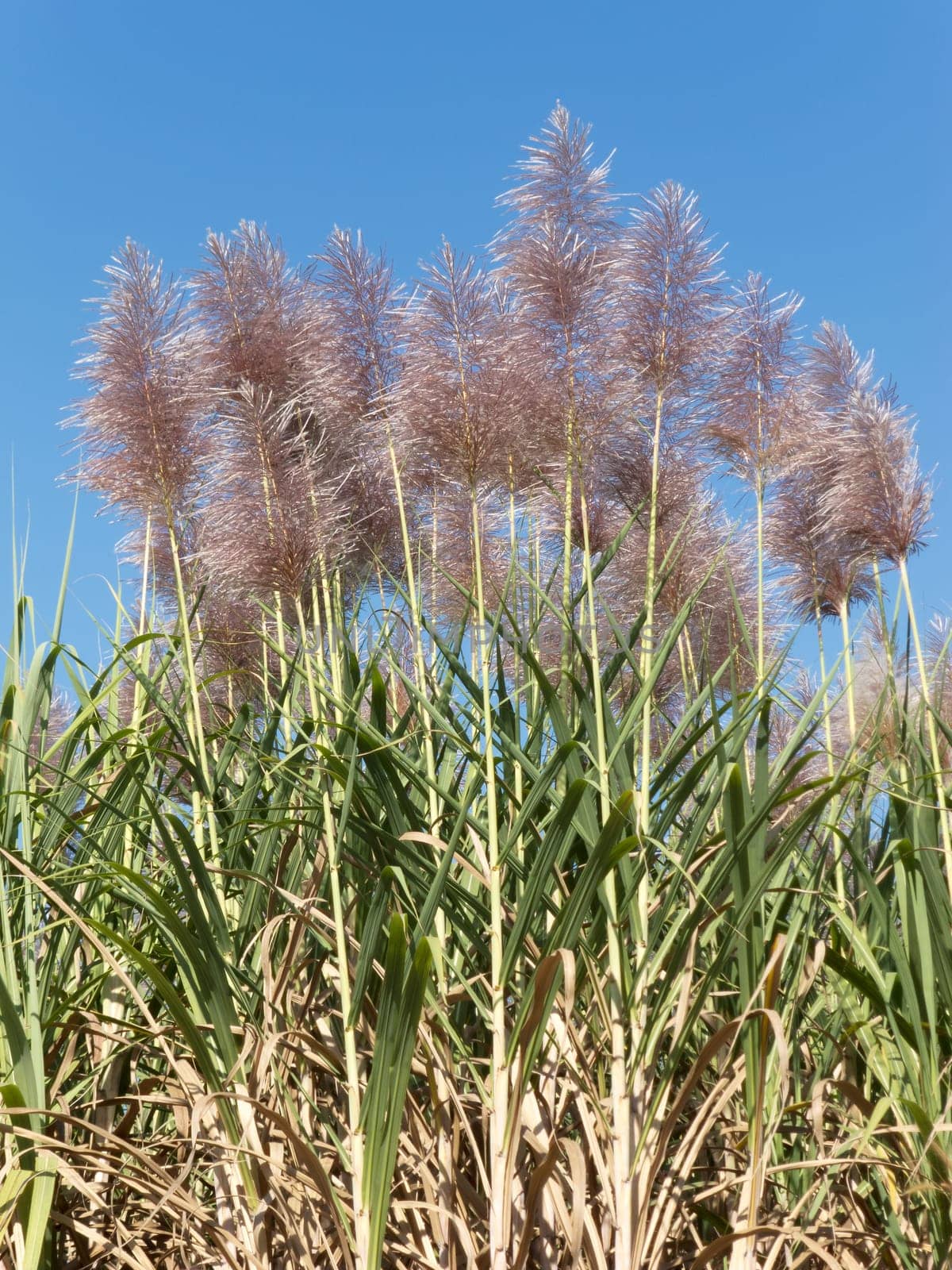 Sugar cane,plantation of plant in bloom in sunny weather
