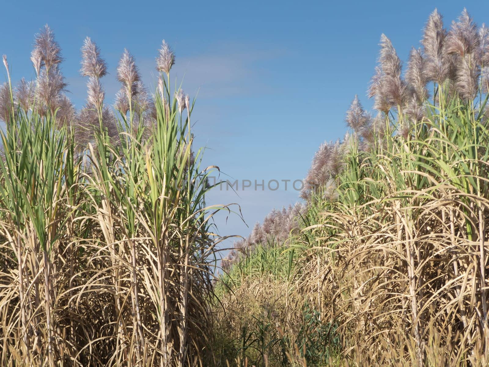 Sugar cane,plantation of plant in bloom in sunny weather