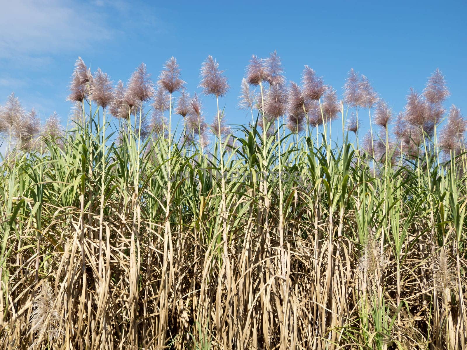 Sugar cane,plantation of plant in bloom in sunny weather