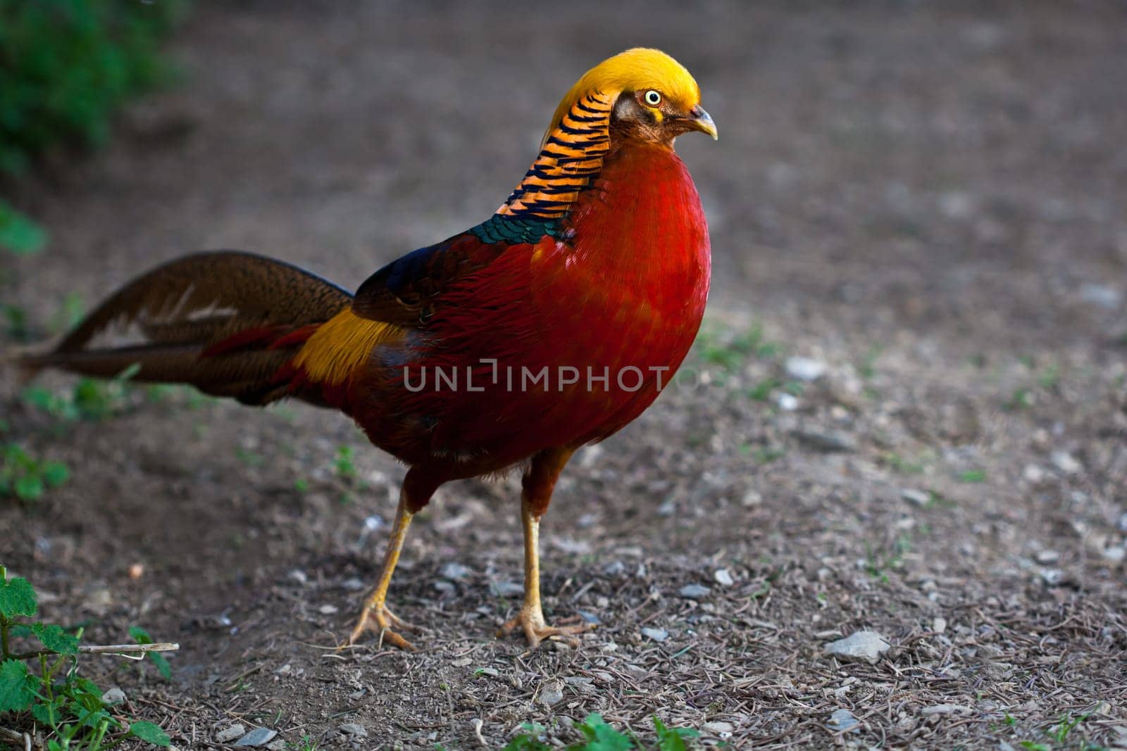 Courtship display