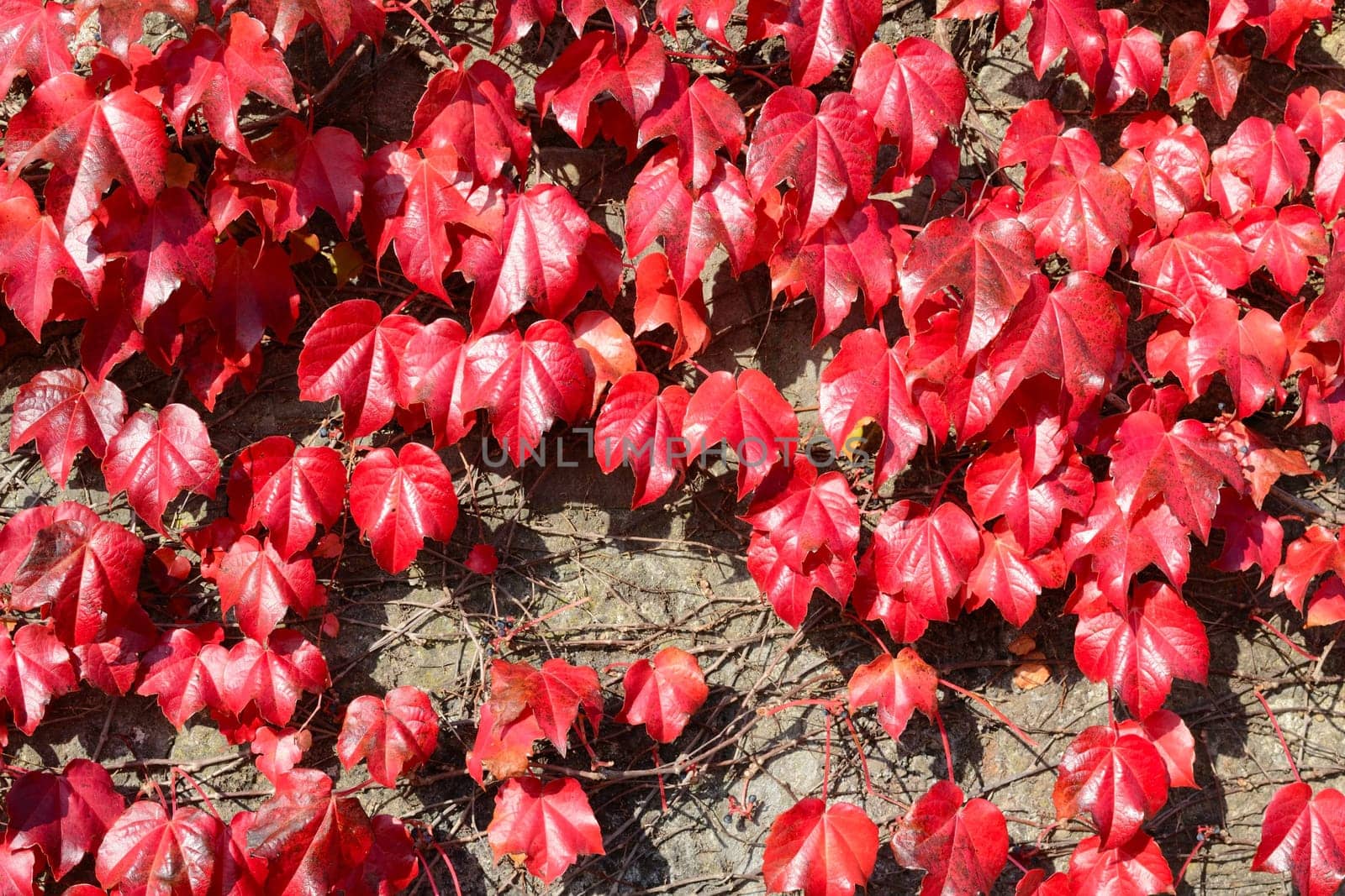 Parthenocissus tricuspidata
