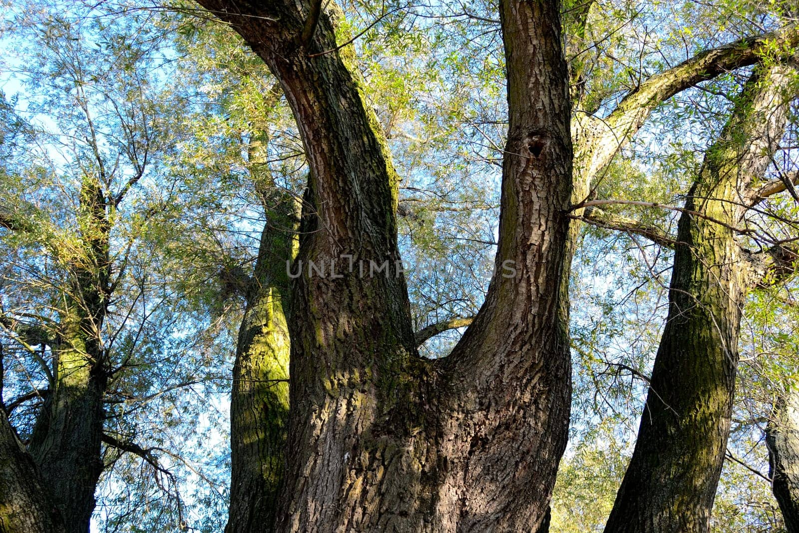 Salix alba in floodplain landscape