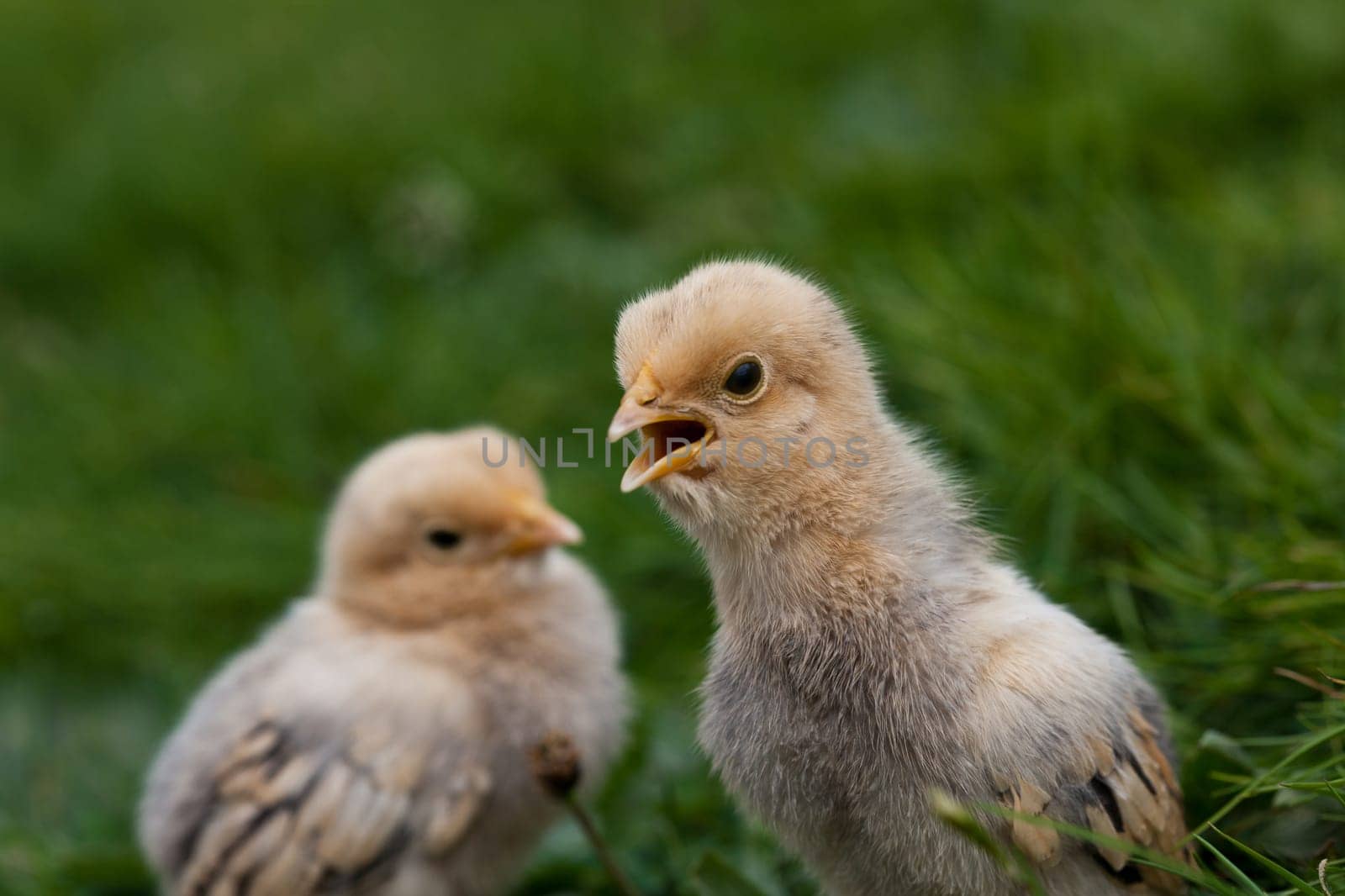 Chick................
