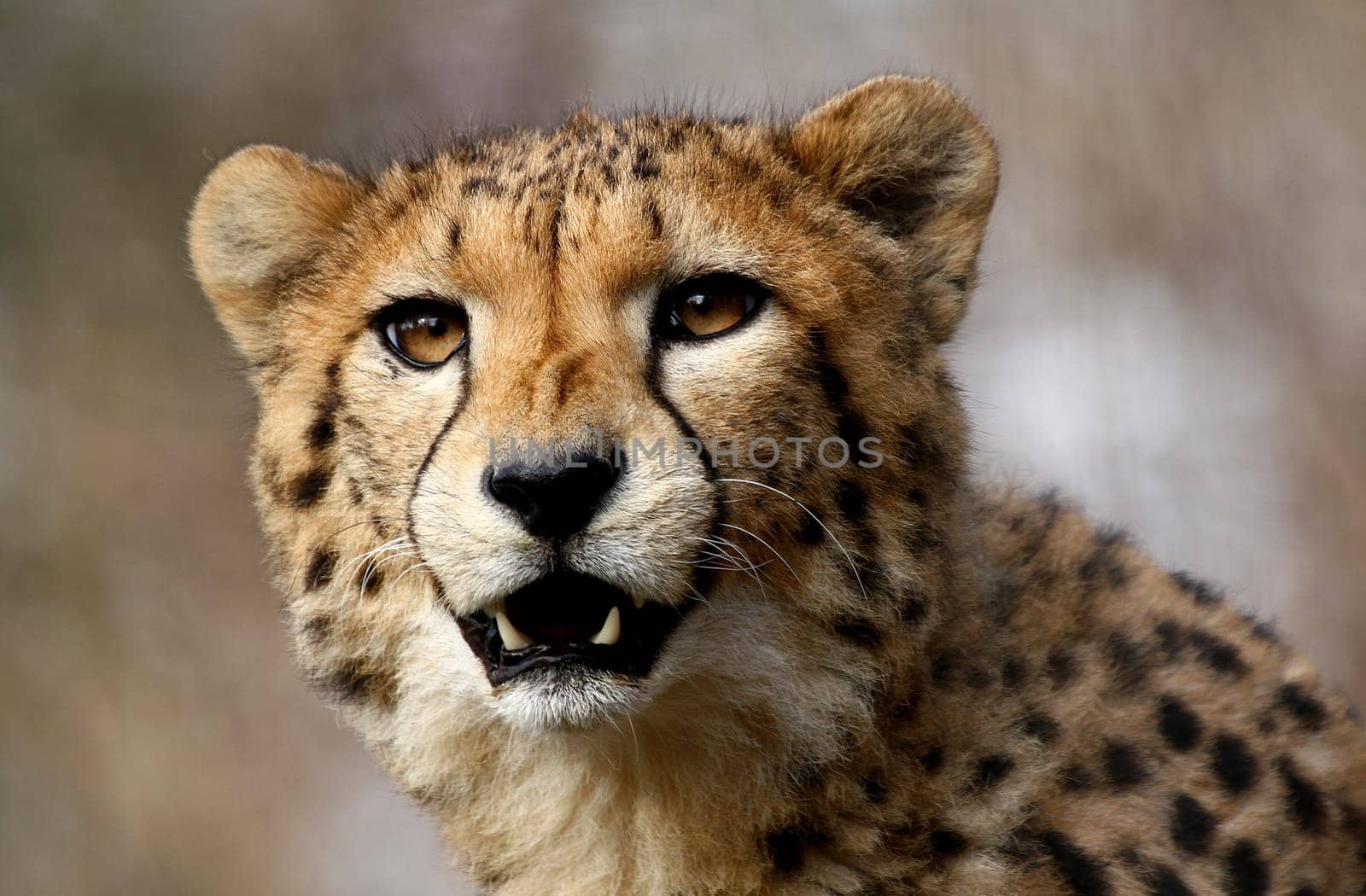 Cheetah
