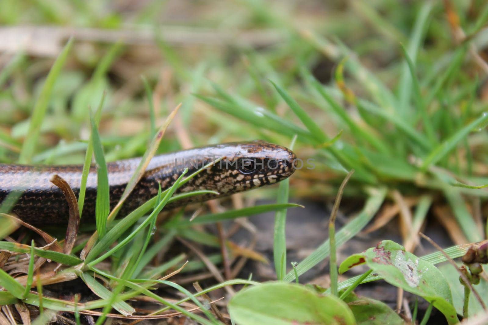 Blindworm