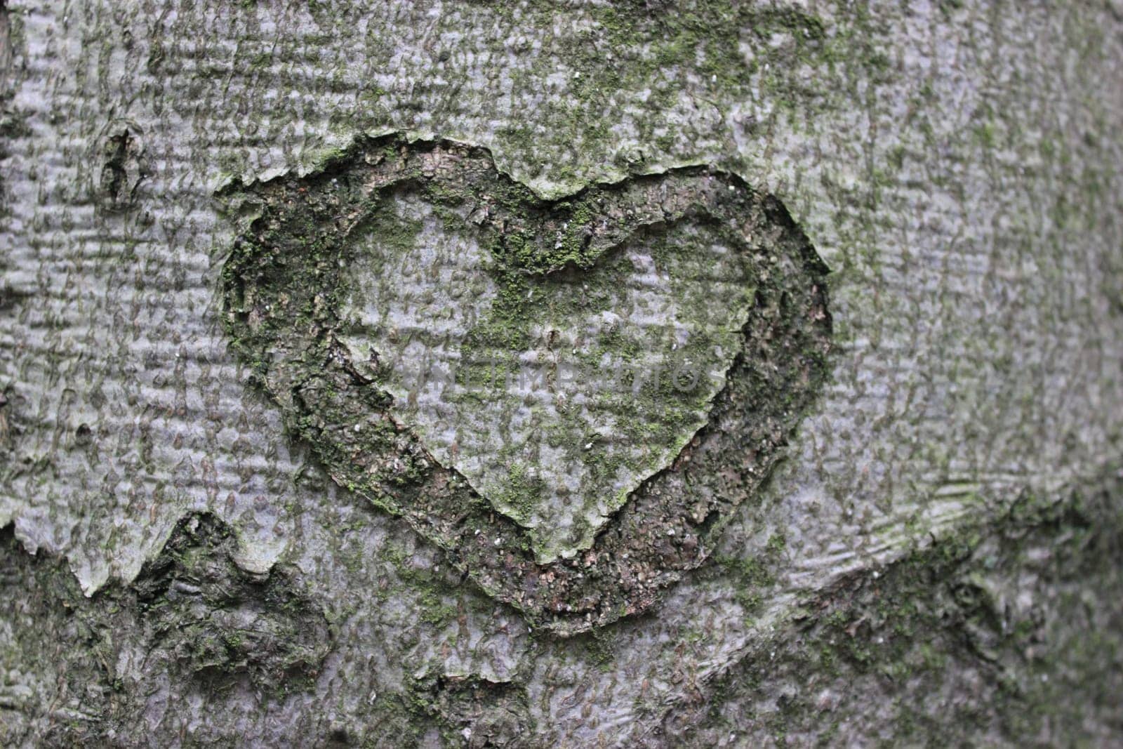 Bark Heart