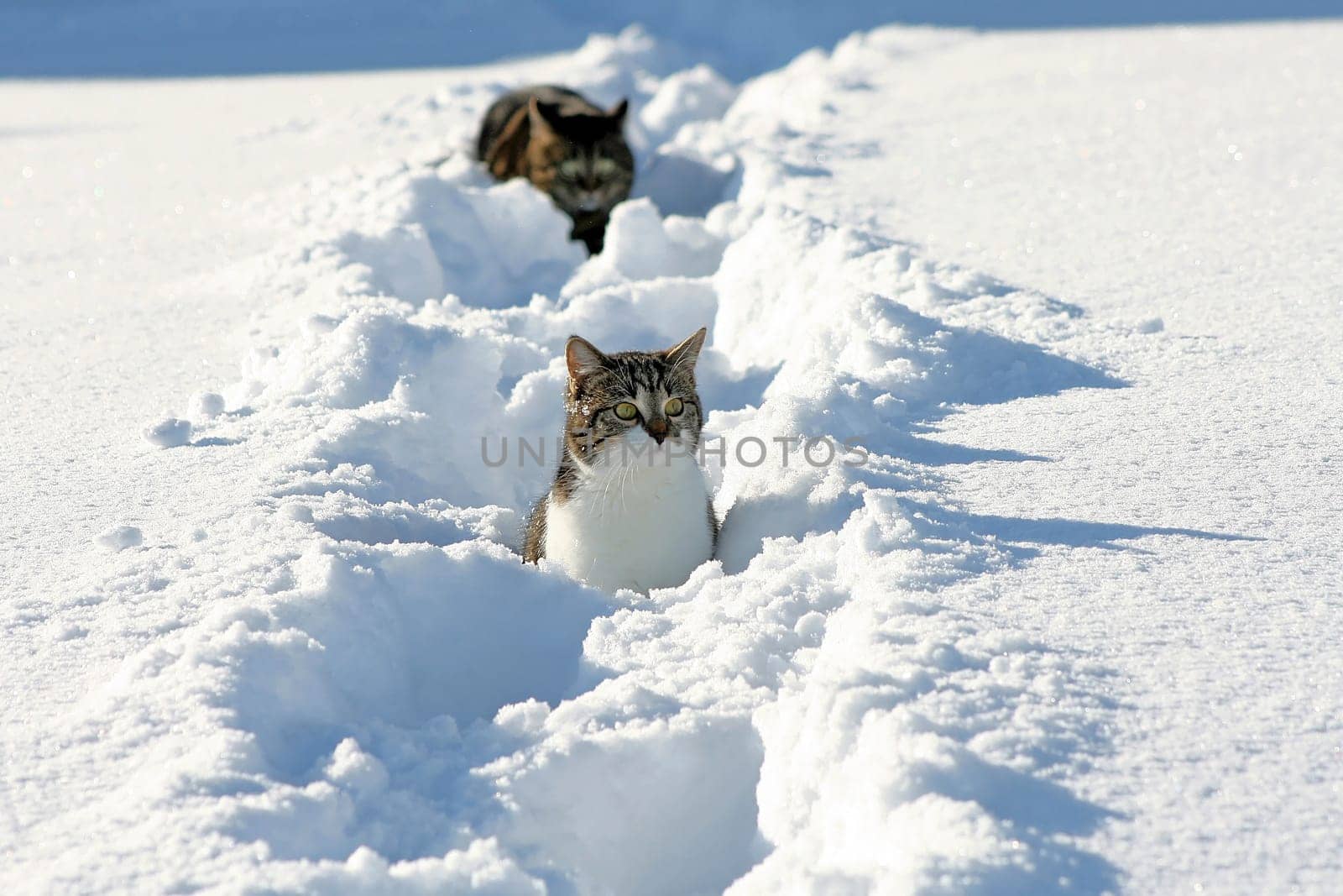 The Ambush Attack