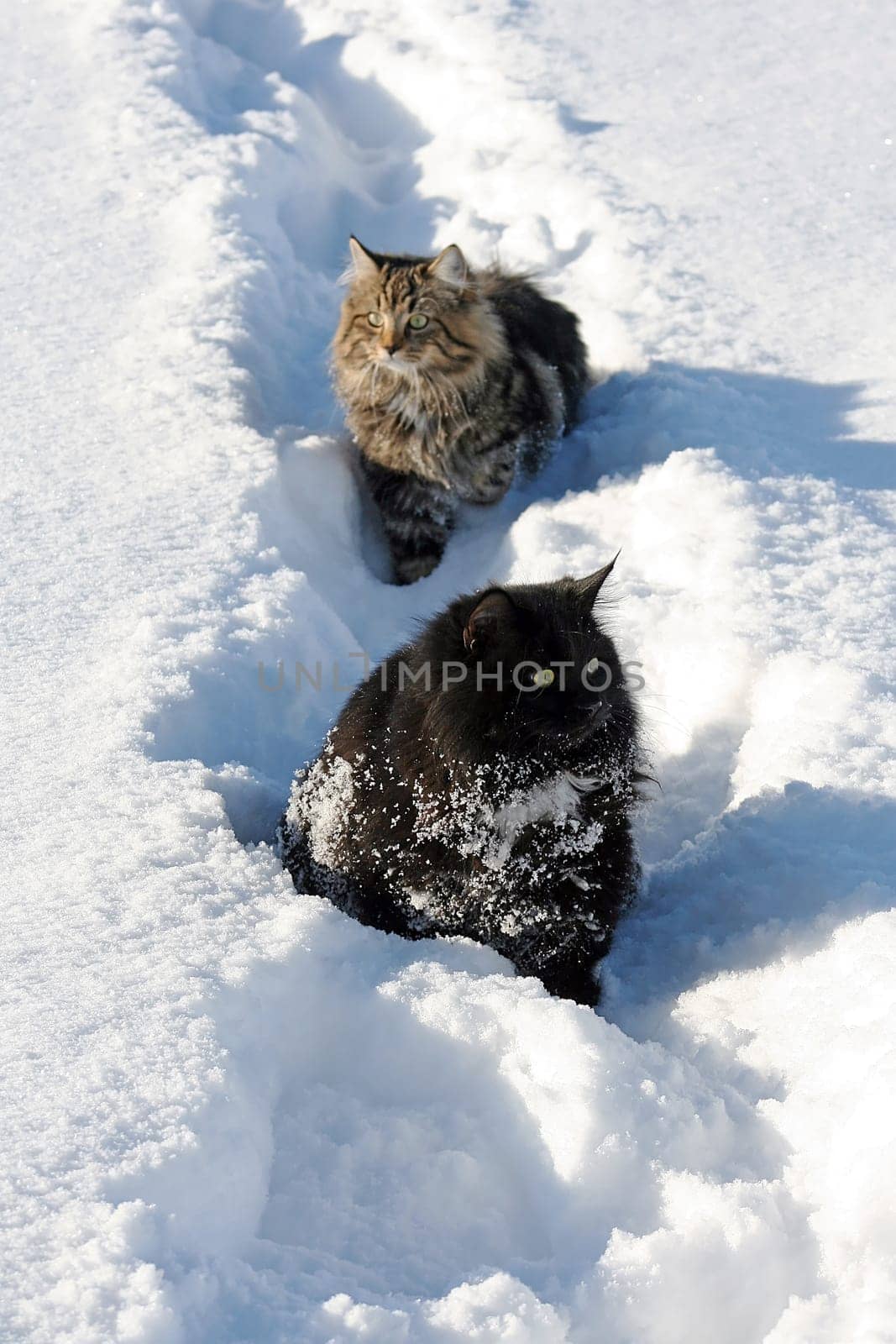 Two in the powder snow