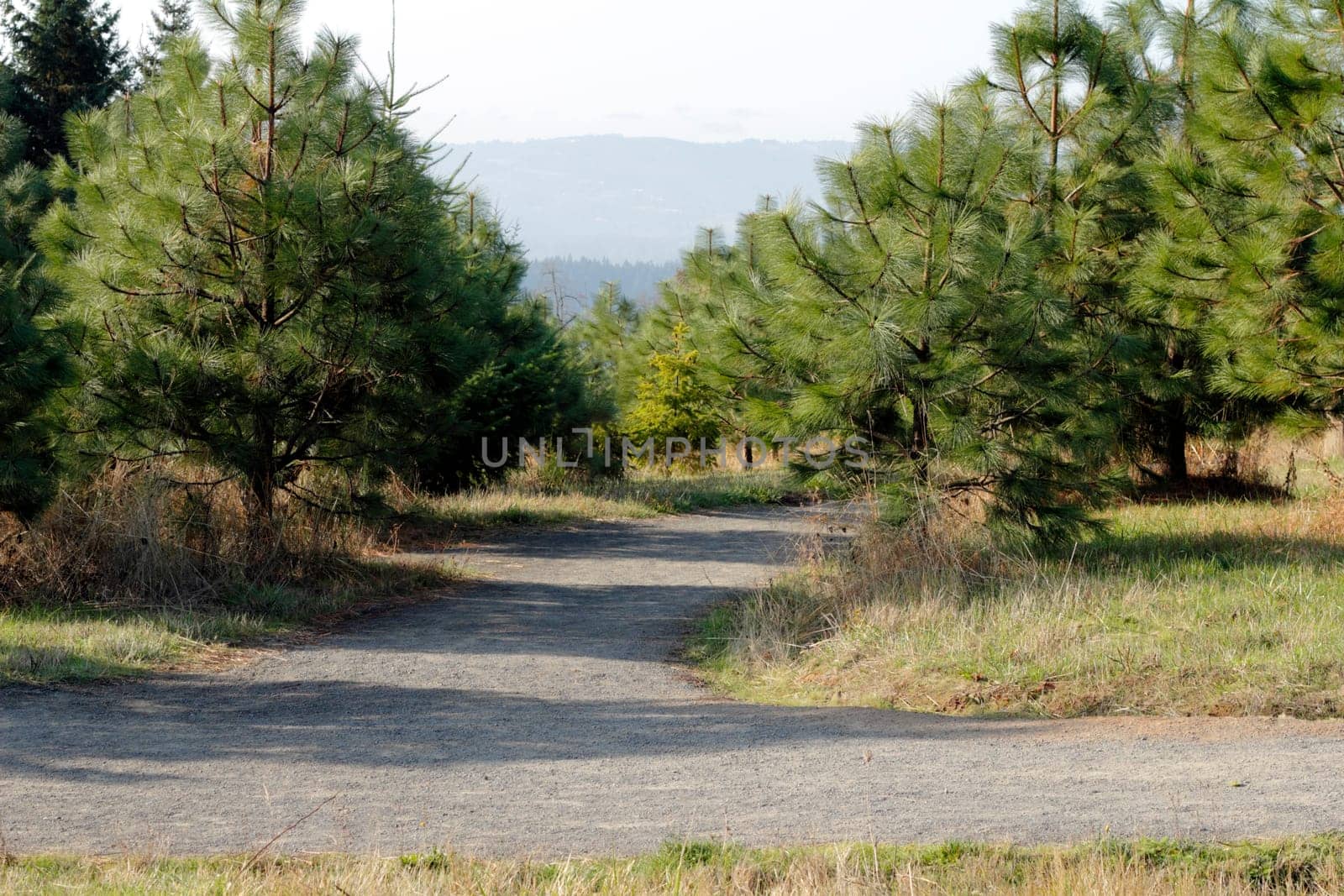 Nature trail through a public park on a sunny day that has one path leading to two.