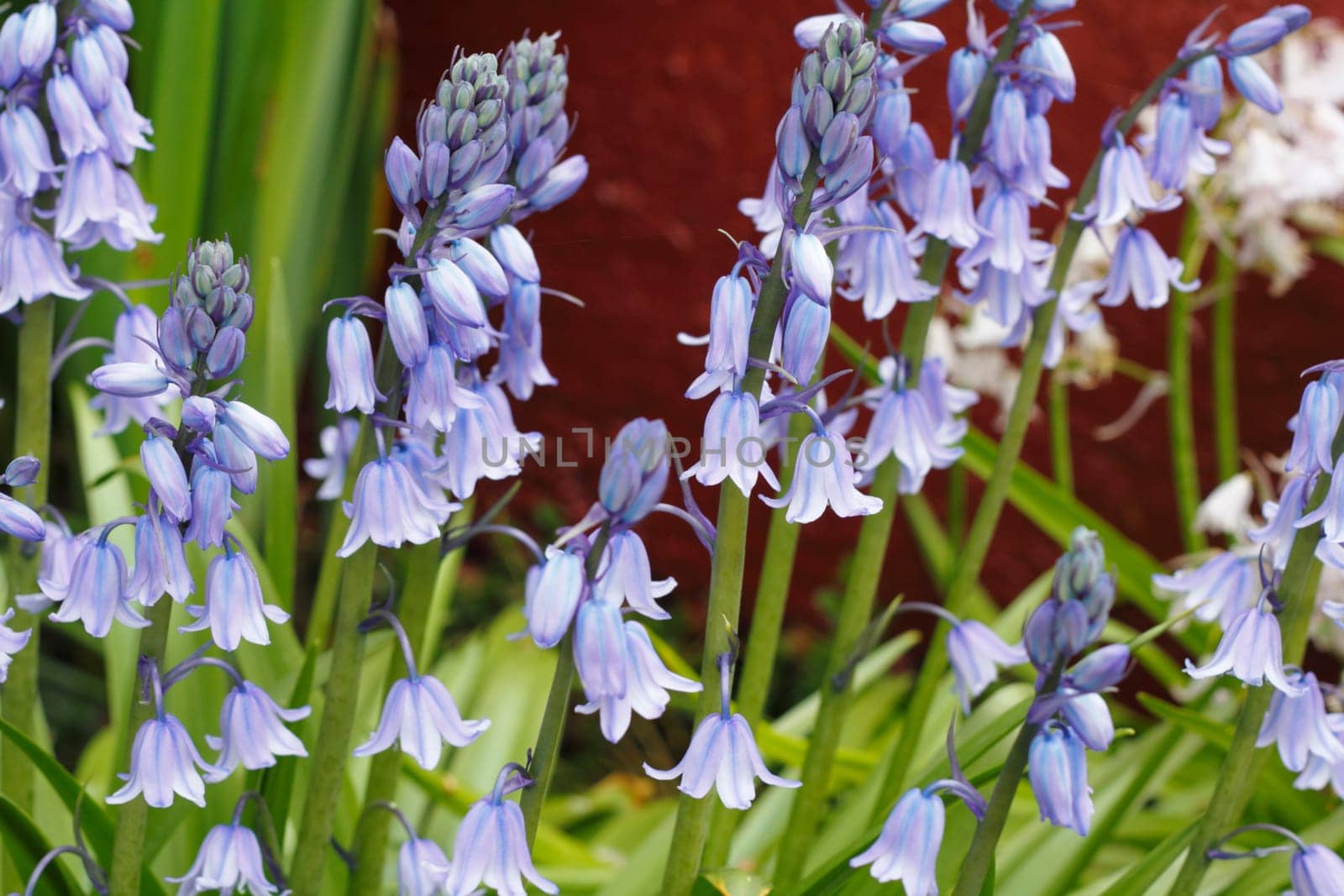 Gorgeous and small violet bluebell and white flowers growing in the spring daylight in front of a red painted cement wall close up.