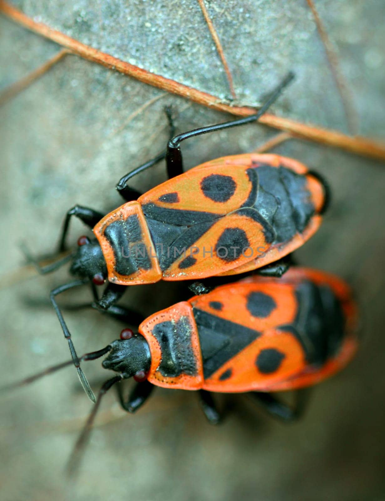 Winter impression: I met these two firebugs on 28.12.2011 while sunbathing in my garden ... in addition to flowering catnip and flowering borage ...