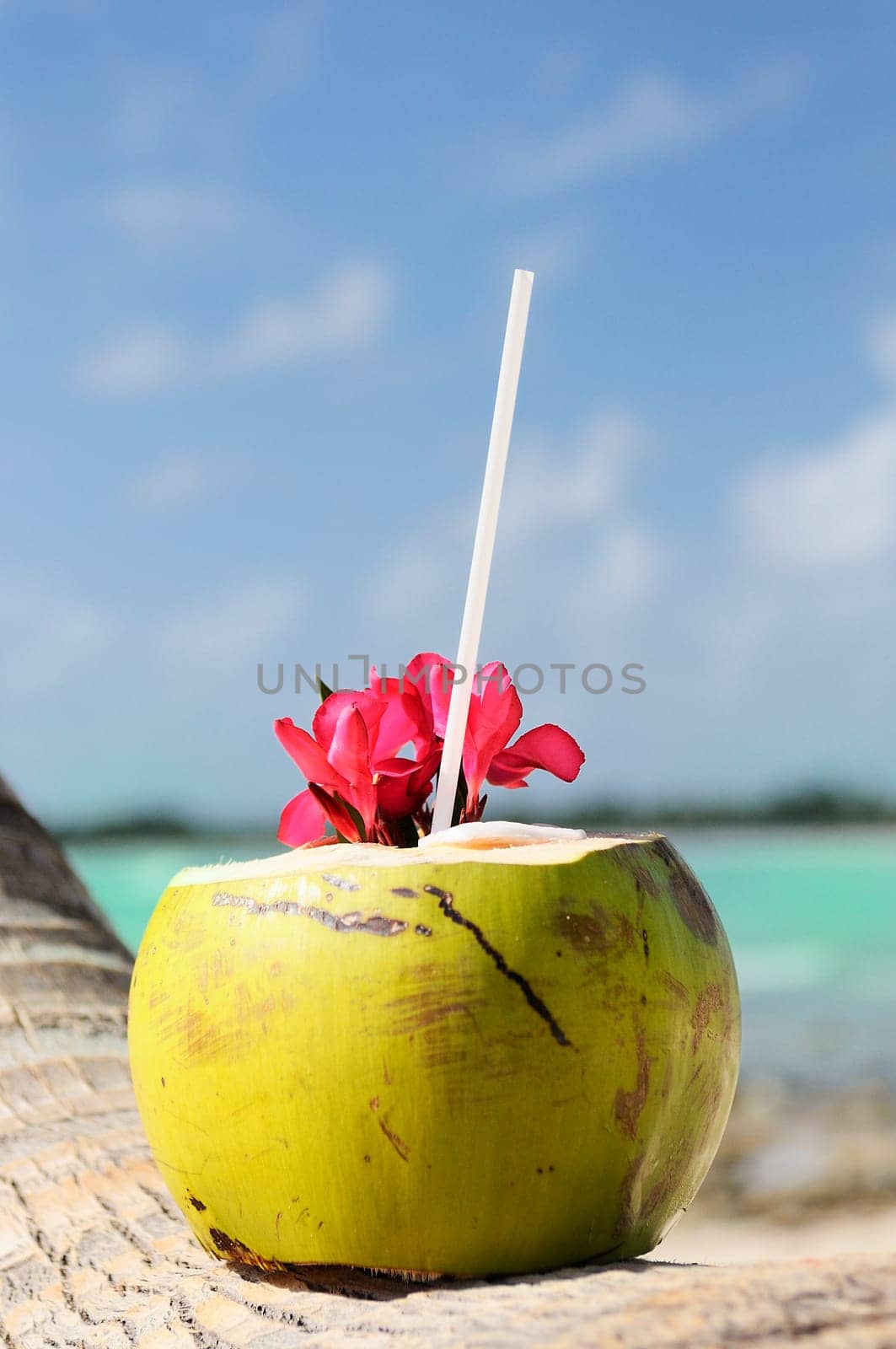 Coconut with drinking straw on a palm tree at the sea