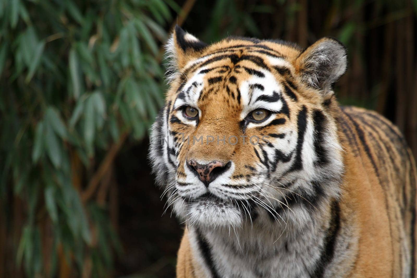 TigerPortrait