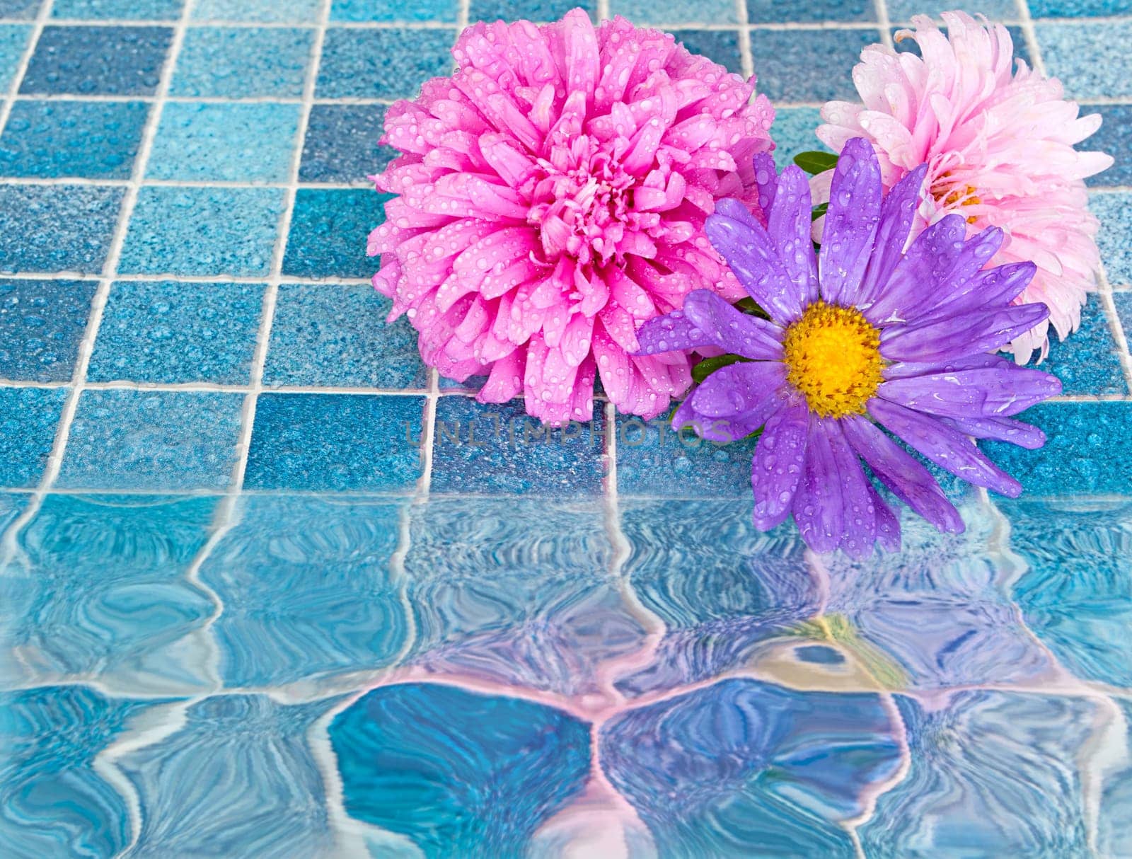 Pink and Violet Dahlia Flowers on Blue Bathroom Tiles