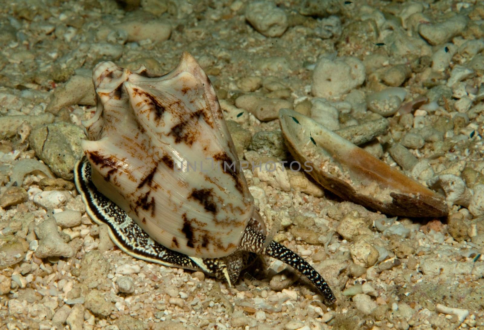 This species of snail can release a poison through its proboscis in a kind of harpoon. The fish are dead instantly! Humans,especially divers,who reach for these snails are also at great risk! There have already been deaths!