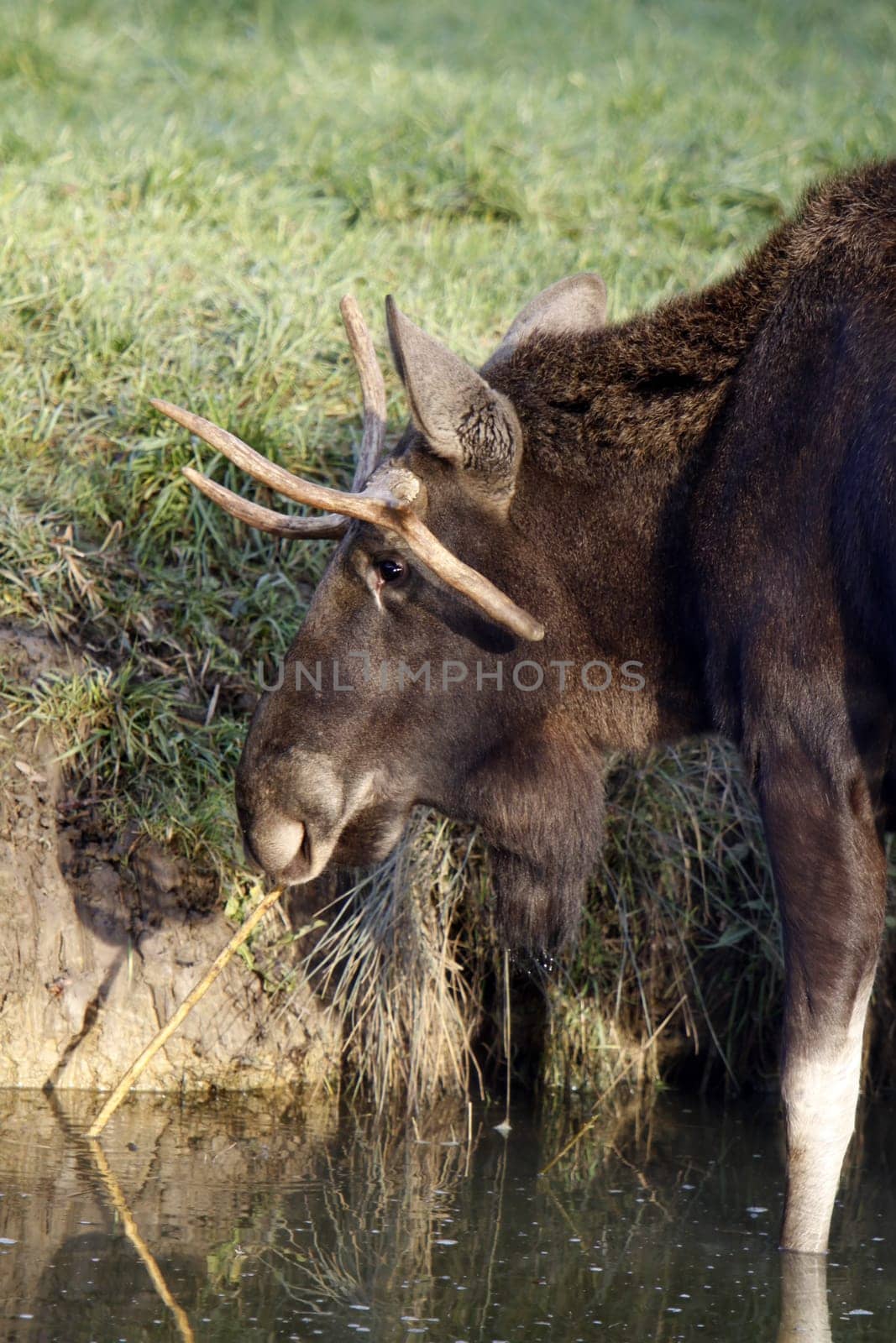 Bull moose in the water
