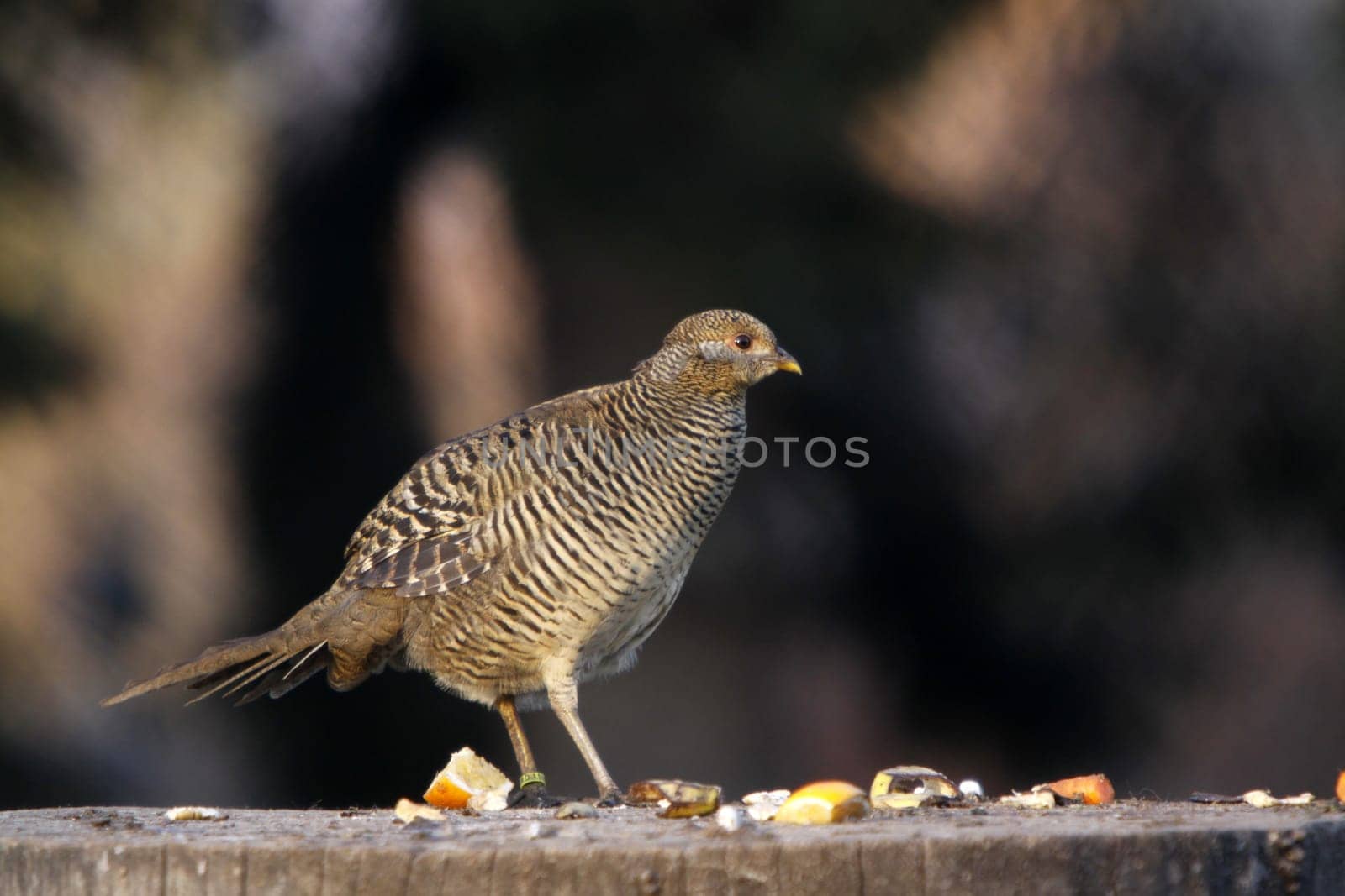 Golden Pheasant (Hen)
