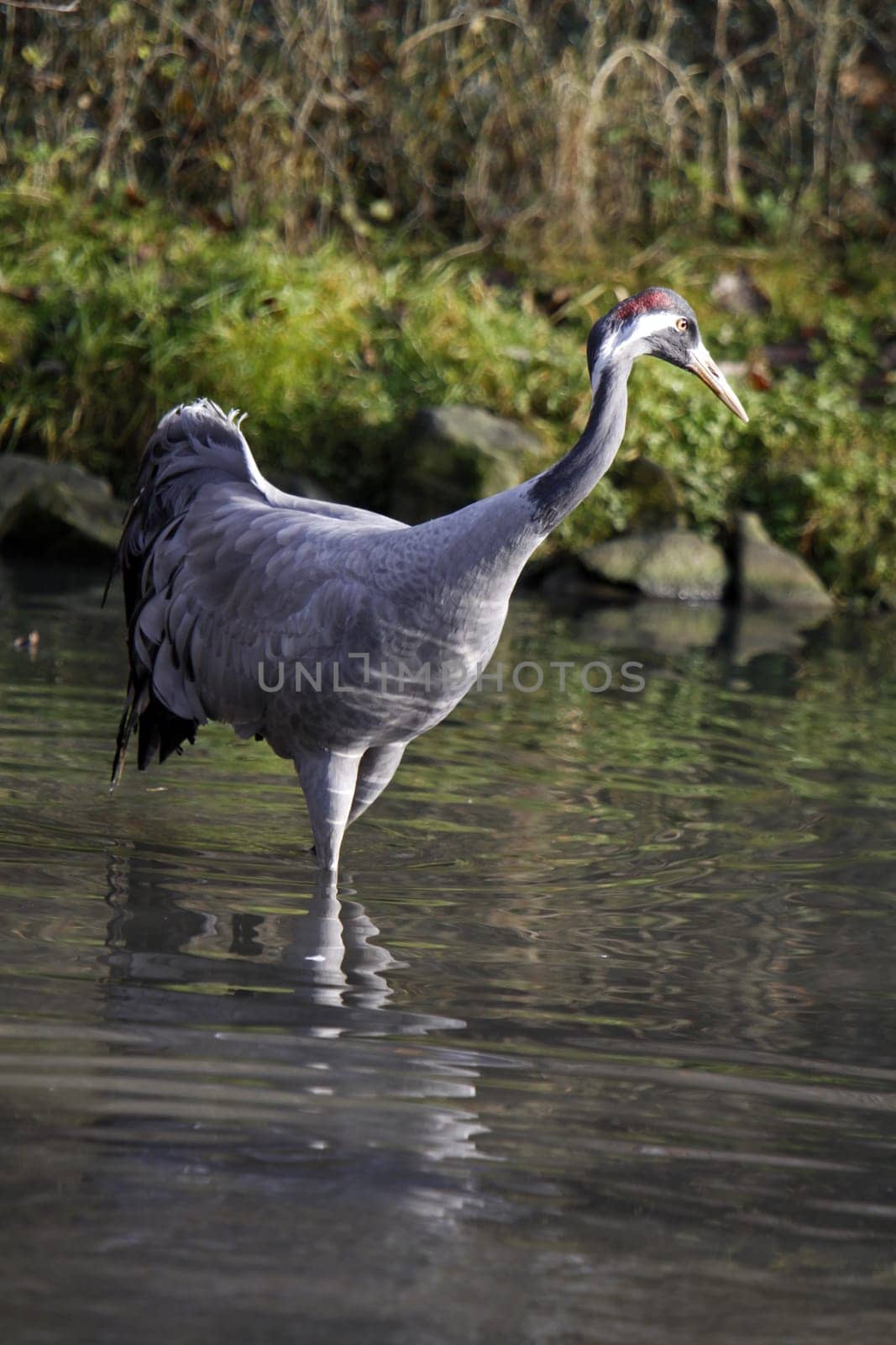 Common crane