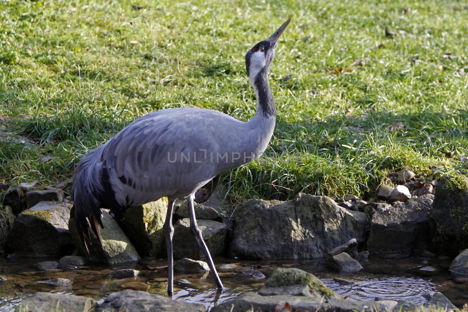 Common crane