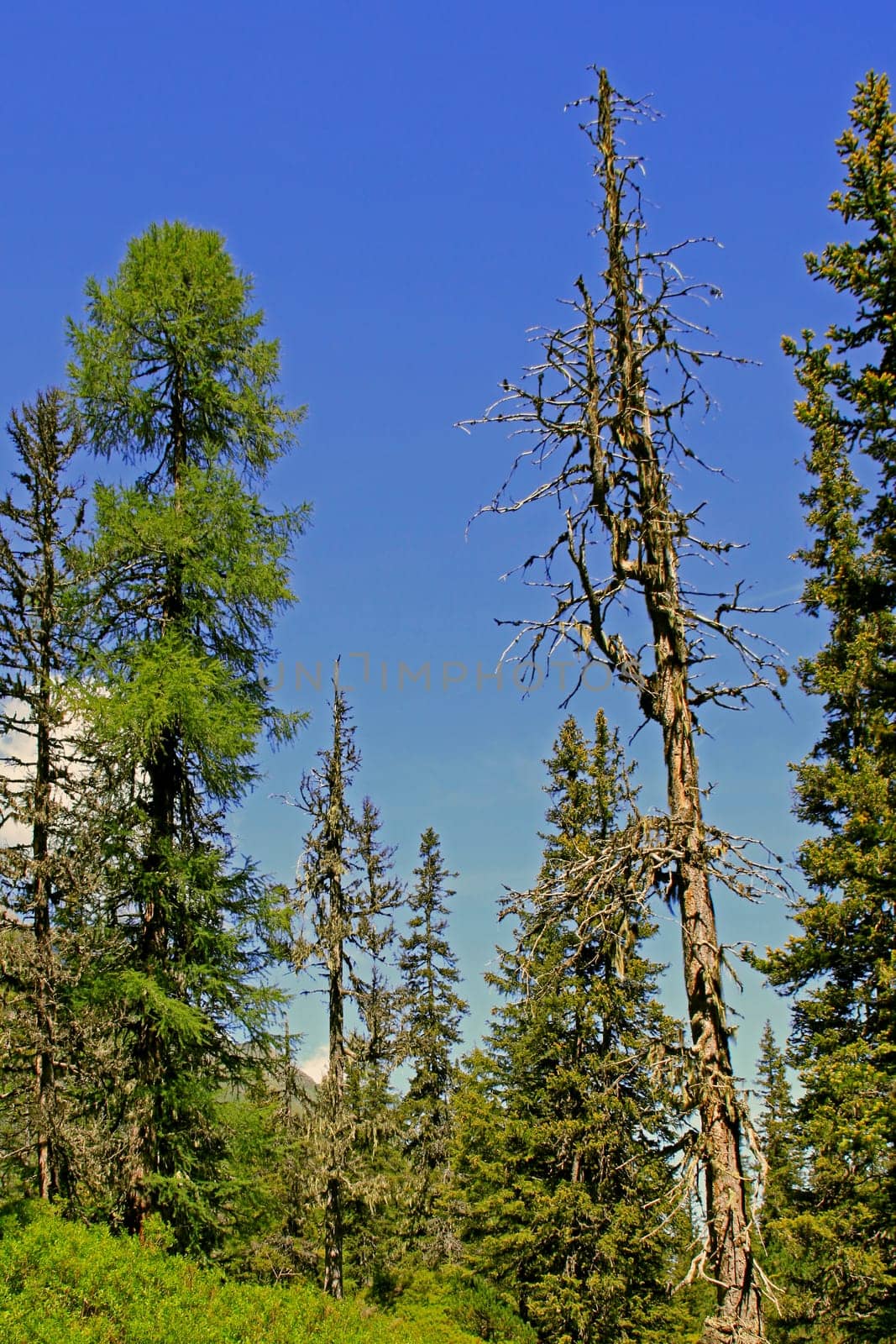 Rauris Primeval Forest