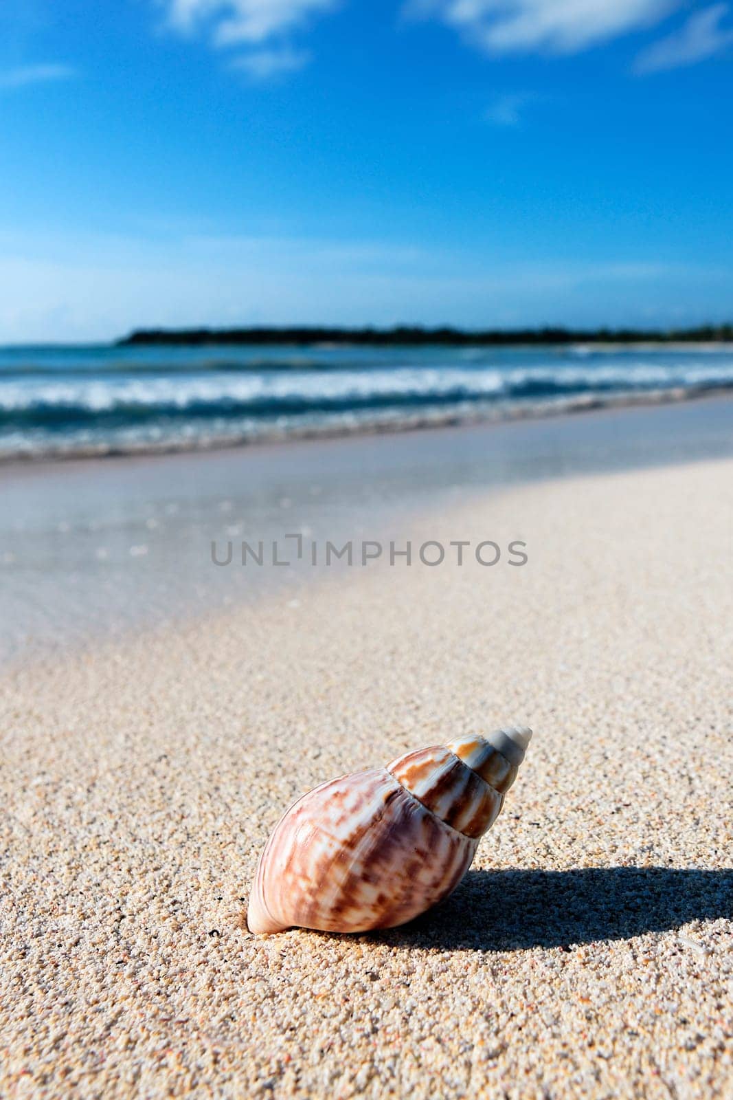 nautilus shell on a beach sand, against sea waves