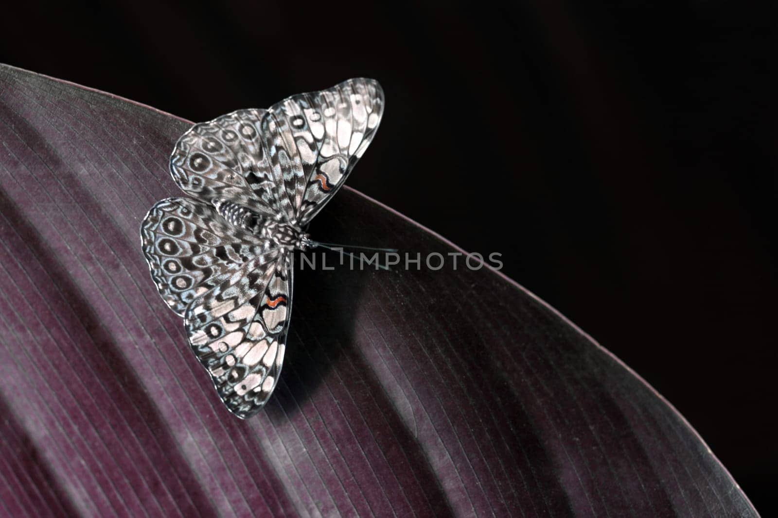 Gray Cracker