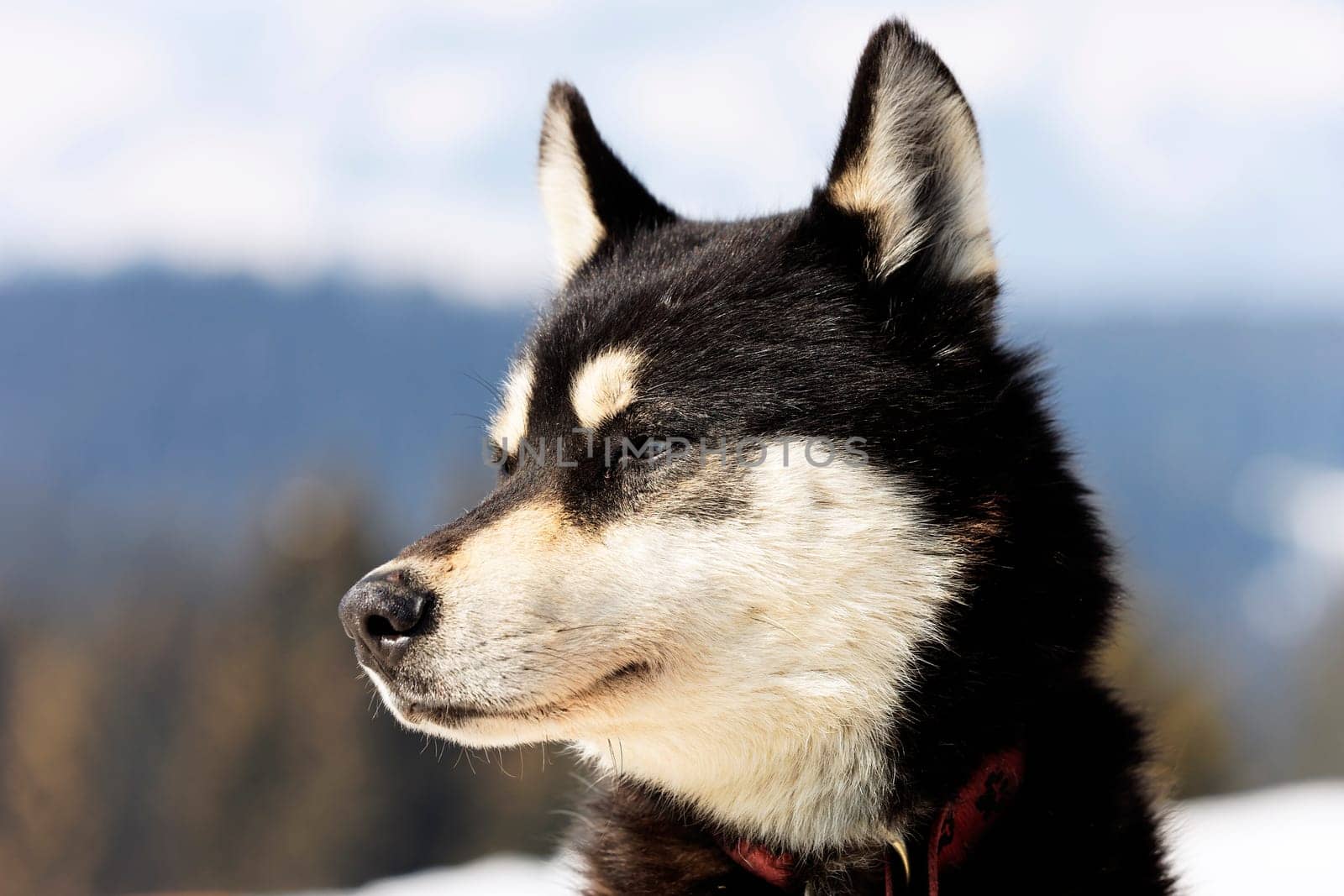 head of husky dog on alpine mountain in winter