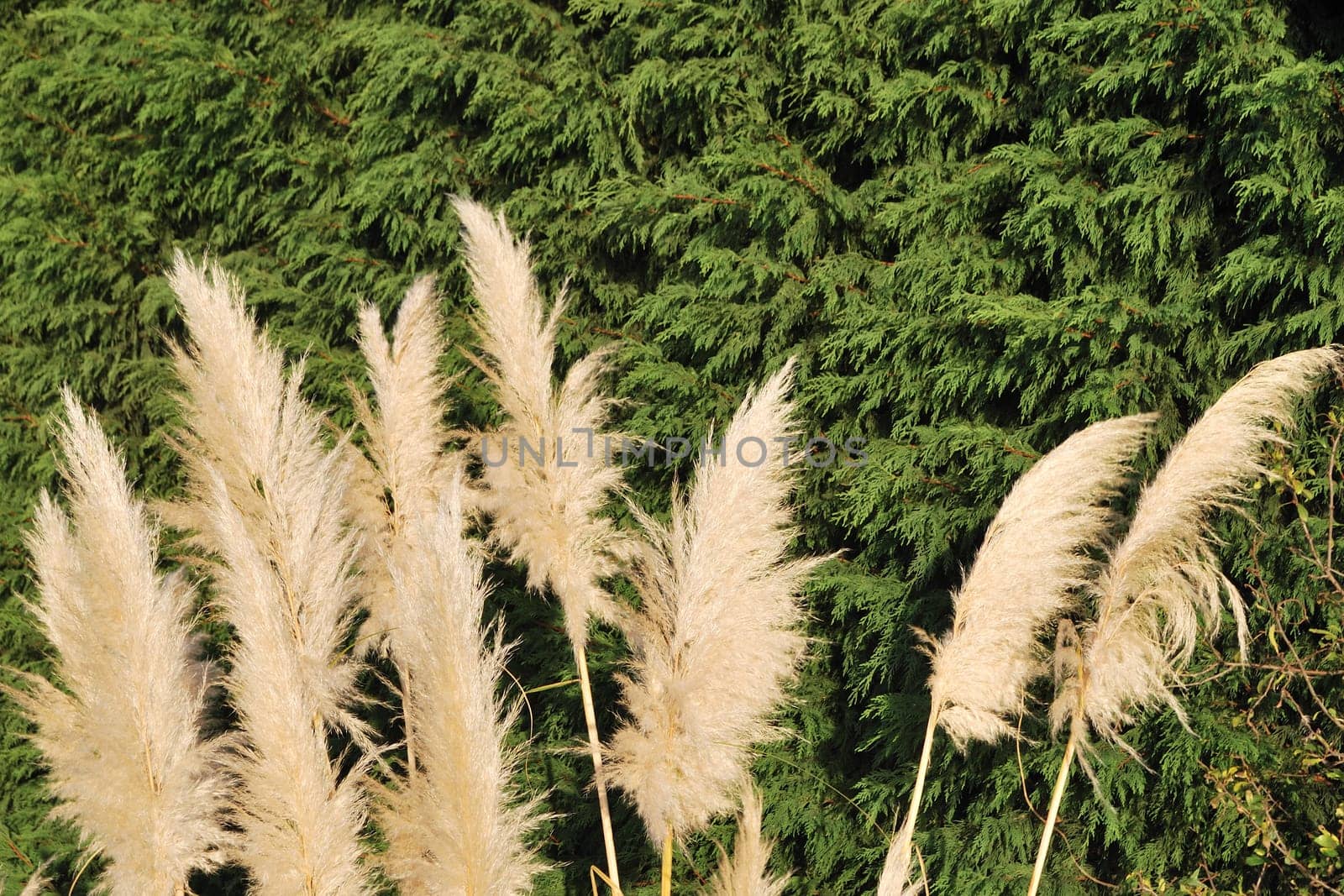 Pampas grass with fern background