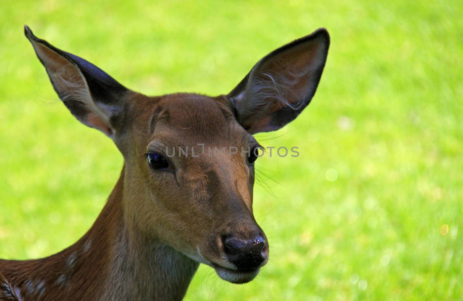 Fallow deer: female fallow deer