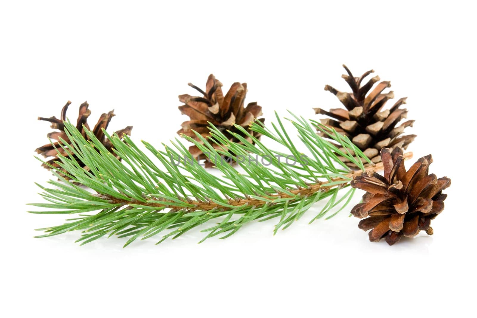 cones and green pine branch on a white background