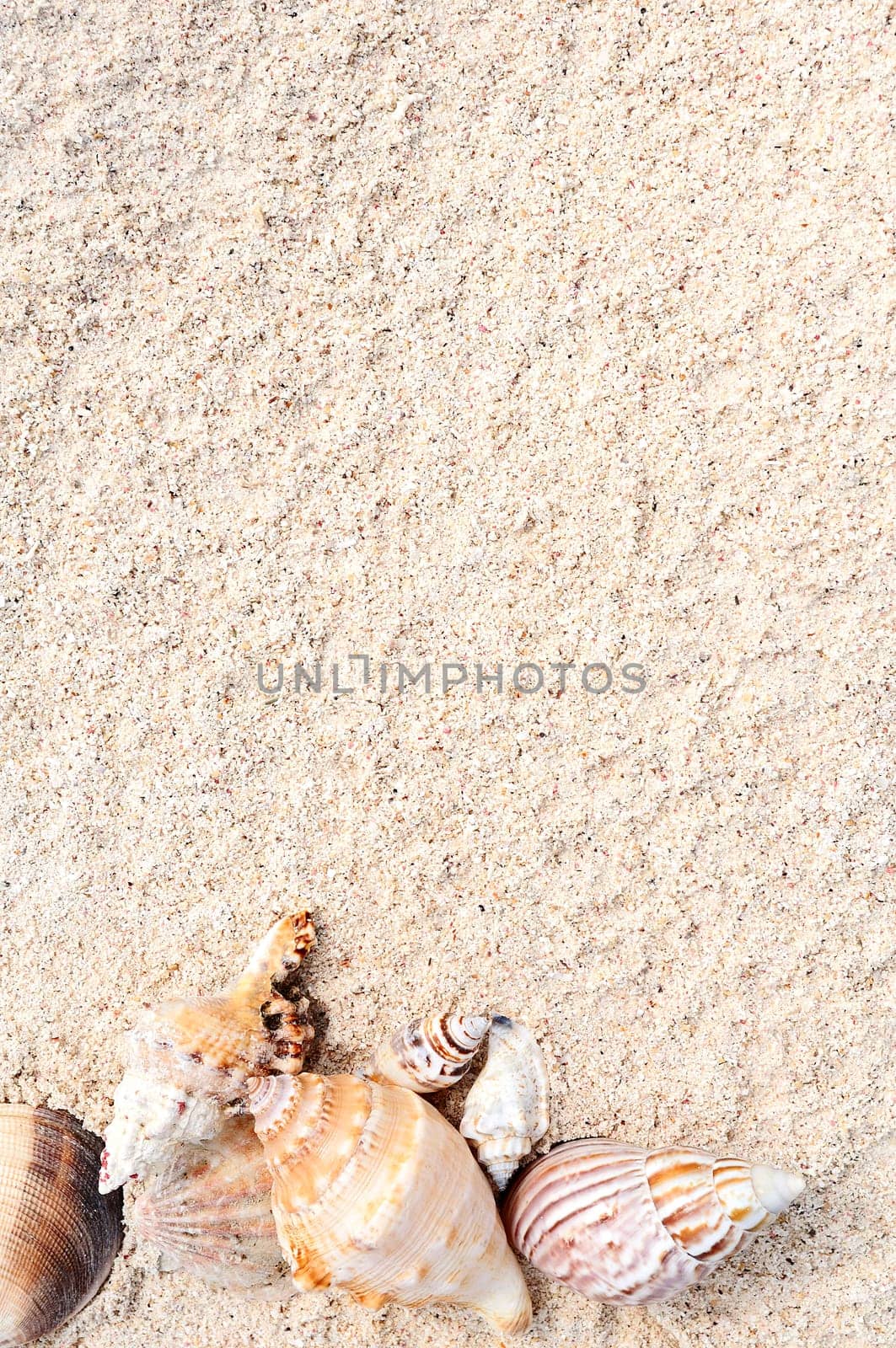 sea shells with sand as background