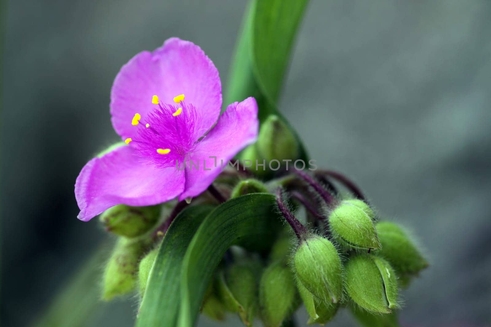 Tradescantia [three-mastered flower]