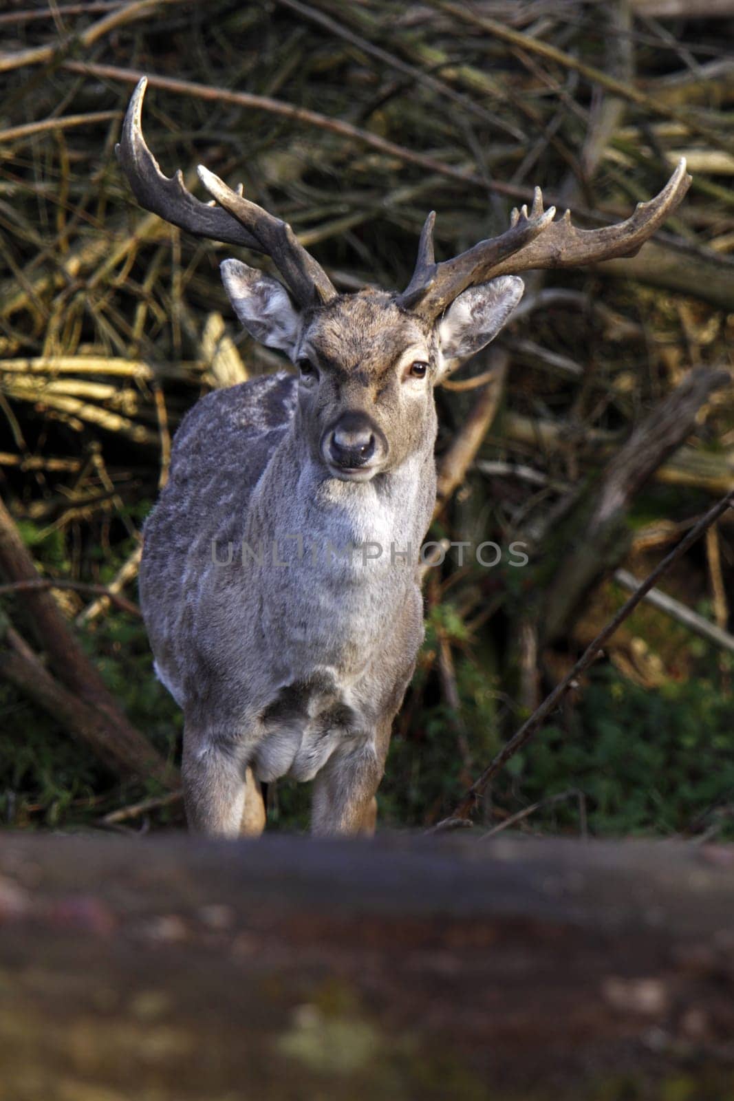 Mesopotamian fallow deer